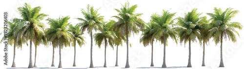 3d rendering of multiple realistic tropical palm trees isolated on a transparent background