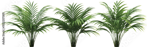 3d rendering of three palm plants isolated on a transparent background