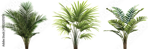 3d rendering of three palm plants isolated on a transparent background
