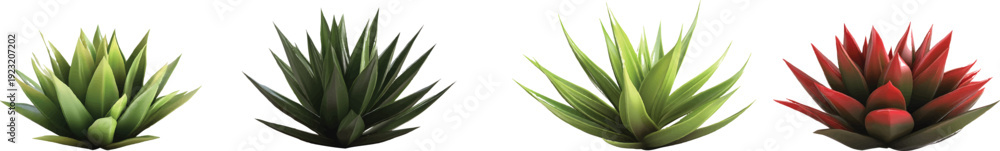 Obraz premium 4 different agave plants, on a transparent background