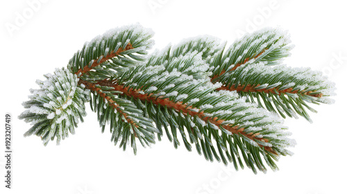 Winter fir branch background isolated on a Transparent background, PNG file.