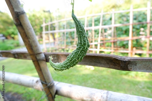 Macro shot of a vibrant green Bitter Melon, highlighting its unique bumpy, warty skin texture.