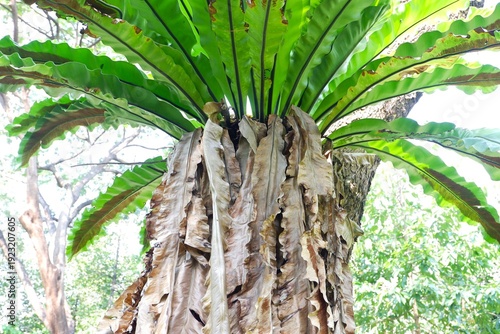 Obraz na plátne Asplenium nidus epiphyte fern with hanging dried fronds