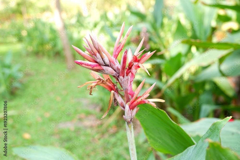 Obraz premium Magnificent Red Butsarana Canna in peak bloom