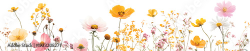  5 different yellow and pink floral plants, varying in size, on a transparent background