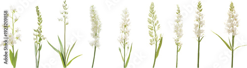 A photorealistic image of chinese asphodel, in various shapes and sizes, on a transparent background