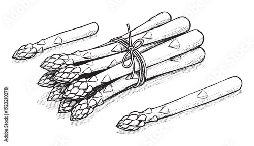 Fresh spring asparagus spears tied in a bundle and scattered loose, perfect for cooking recipes, food blogs, healthy eating concepts, or organic vegetable market advertisements.