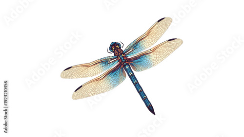 dragonfly ful color
