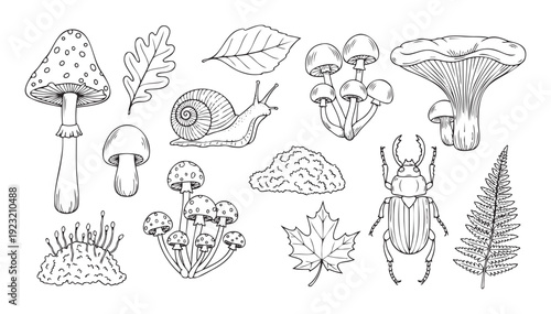 This comprehensive collection of woodland flora and fauna outline drawings provides versatile resources for naturethemed educational materials, creative crafts, and ecological design