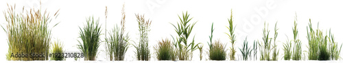 A photorealistic image of tall grasses in various stages on a transparent background
