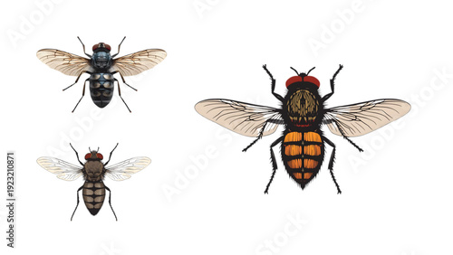 set of insects