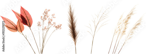 A photorealistic image of three different spiky grasses with long, on a transparent background