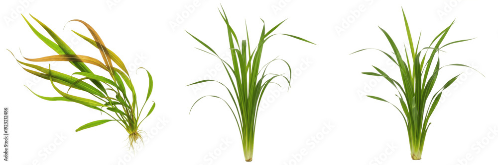 Fototapeta premium Vallisneria americana aquarium plant isolated on white background, Amazon eelgrass, tropical freshwater planted tank, low light aquarium greenery, long aquatic ribbon plant, slow-growing foreground aq