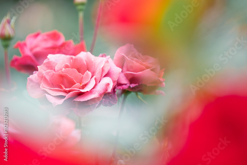 バラ園に咲くバラの花