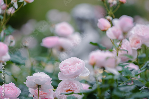 バラ園に咲くバラの花