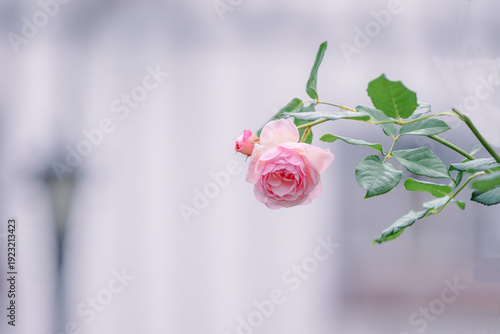 バラ園に咲くバラの花