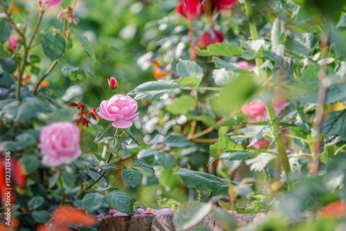 バラ園に咲くバラの花
