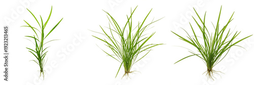Canvas Print Dwarf sagittaria (Sagittaria subulata) aquarium plant isolated on white backgrou