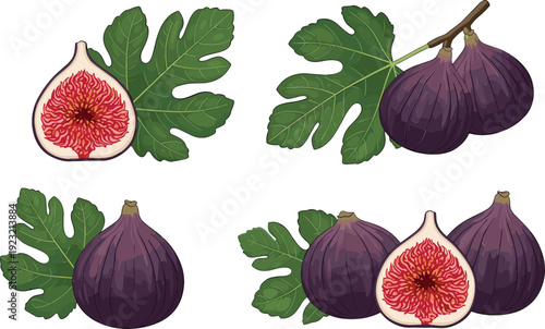 Flat vector illustration set of fresh purple figs including whole fruit half sliced pieces and green leaves isolated on white