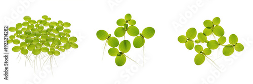 Fotografie Duckweed Lemna minor aquarium plant isolated on white background, tropical fresh