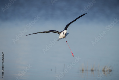 A pied stilt  with wings spread wide, and with only one leg possibly owing to a fishing line injury, comes in to land and forage on the shore of a calm lake at Lake Coolmunda in Queensland, Australia.
