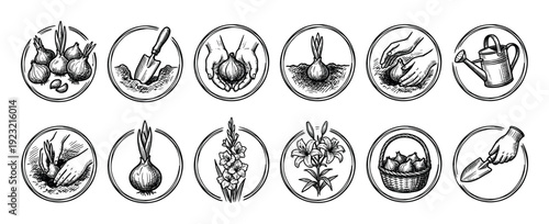 Vintage hand-drawn gardening icon set showing the process of planting flower bulbs, including a trowel, watering can, sprouting, and blooming gladiolus and lily flowers
