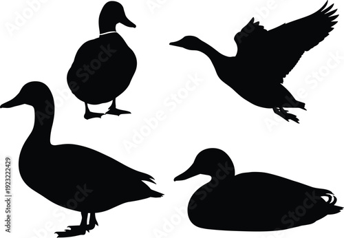 Duck silhouettes in multiple poses, standing, flying, sitting illustration, domestic bird icons, wildlife vector design elements