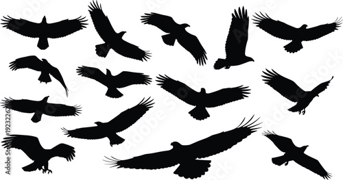 Bird silhouettes in flight, diverse wing positions, raptor style vector illustration, wildlife freedom symbol, ornithology design element, artistic nature artwork
