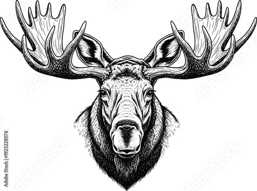 Detailed moose head with large antlers hand drawn illustration in vintage woodcut style isolated on a white background