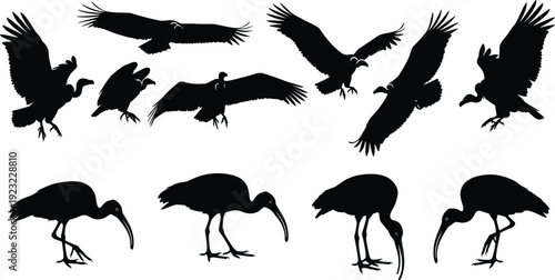 Bird silhouettes of vultures and ibises, wildlife vector illustration for ornithology, educational projects, decorative icons, and nature inspired designs