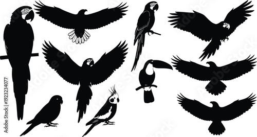 Parrots and toucan bird silhouettes illustration, tropical wildlife vector artwork, exotic nature design graphics, educational ornithology icons collection