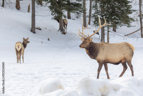 Elk pair (Cervus canadensis) or wapiti in winter
