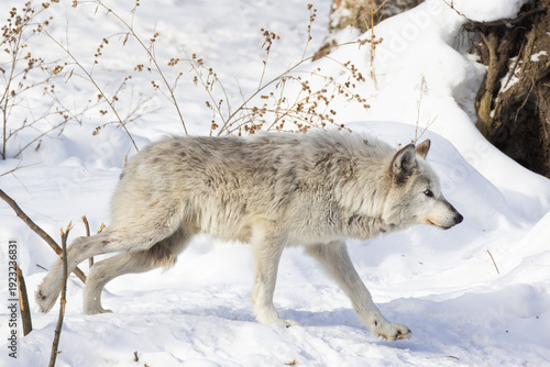 Northwestern wolf (Canis lupus occidentalis) in winter