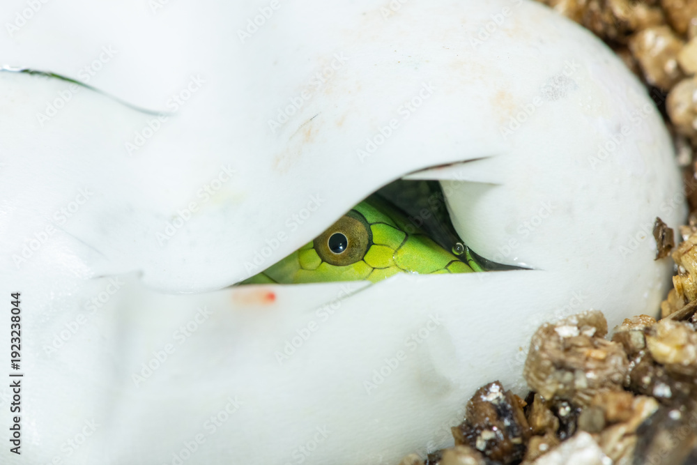 Ταπετσαρία A cute baby eastern green mamba (Dendroaspis angusticeps) hatching from the egg