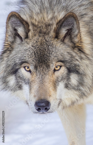 Northwestern wolf (Canis lupus occidentalis) in winter