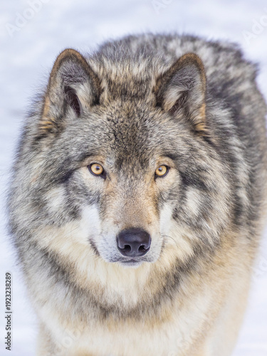Northwestern wolf (Canis lupus occidentalis) in winter