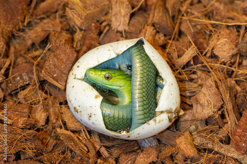 Ταπετσαρία A cute baby eastern green mamba (Dendroaspis angusticeps) hatching from the egg