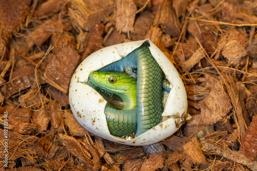 Slika na platnu A cute baby eastern green mamba (Dendroaspis angusticeps) hatching from the egg