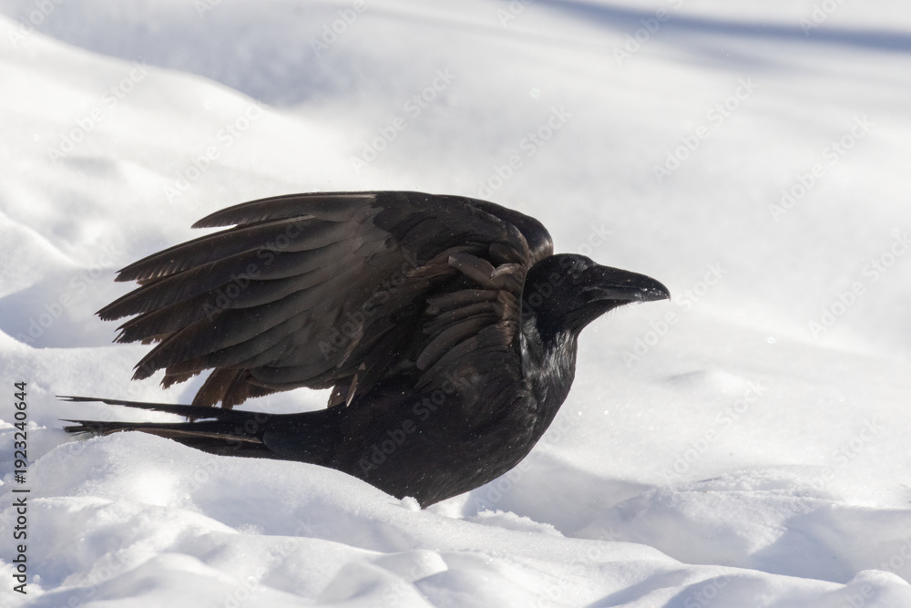 Fototapeta premium Common raven (Corvus corax) in winter