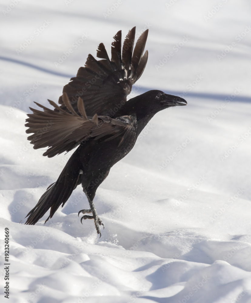 Fototapeta premium Common raven (Corvus corax) in winter