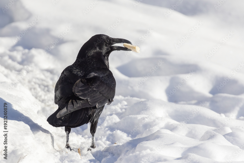 Fototapeta premium Common raven (Corvus corax) in winter