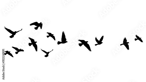 Silhouettes of a flock of birds flying freely in the sky.