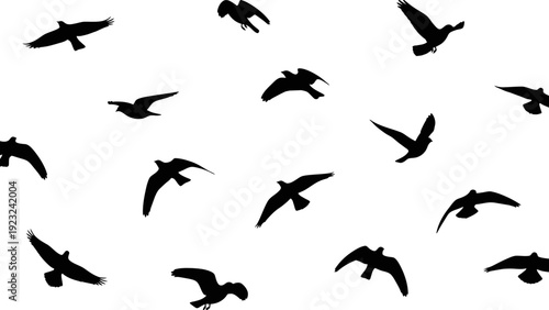 Silhouettes of flying birds against a clear white sky, creating a striking contrast.