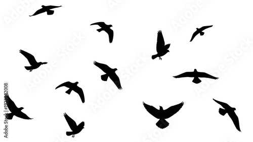 Silhouettes of flying birds against a clear sky.
