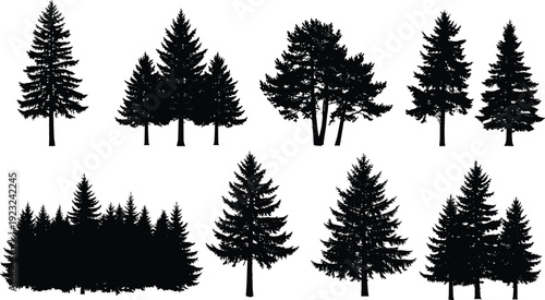 Black and white silhouette illustration of diverse coniferous evergreen trees, detailed forest vector artwork for design, education, and botanical study reference