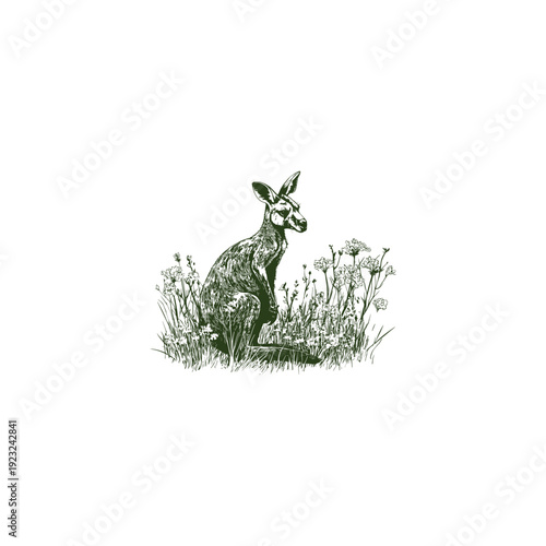 Vintage engraved style illustration of a kangaroo standing in tall grass, isolated on a white background.