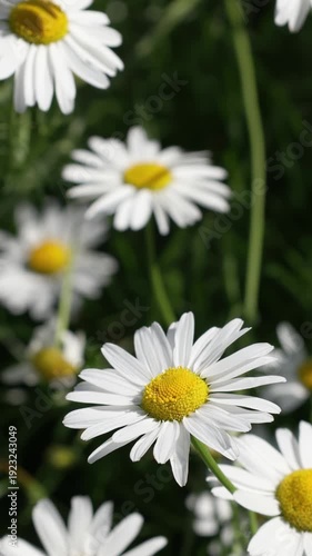 White daisy flowers on the field. 4k video