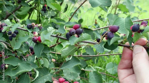 A serviceberry berry on a bush in the garden in close-up. 4k video