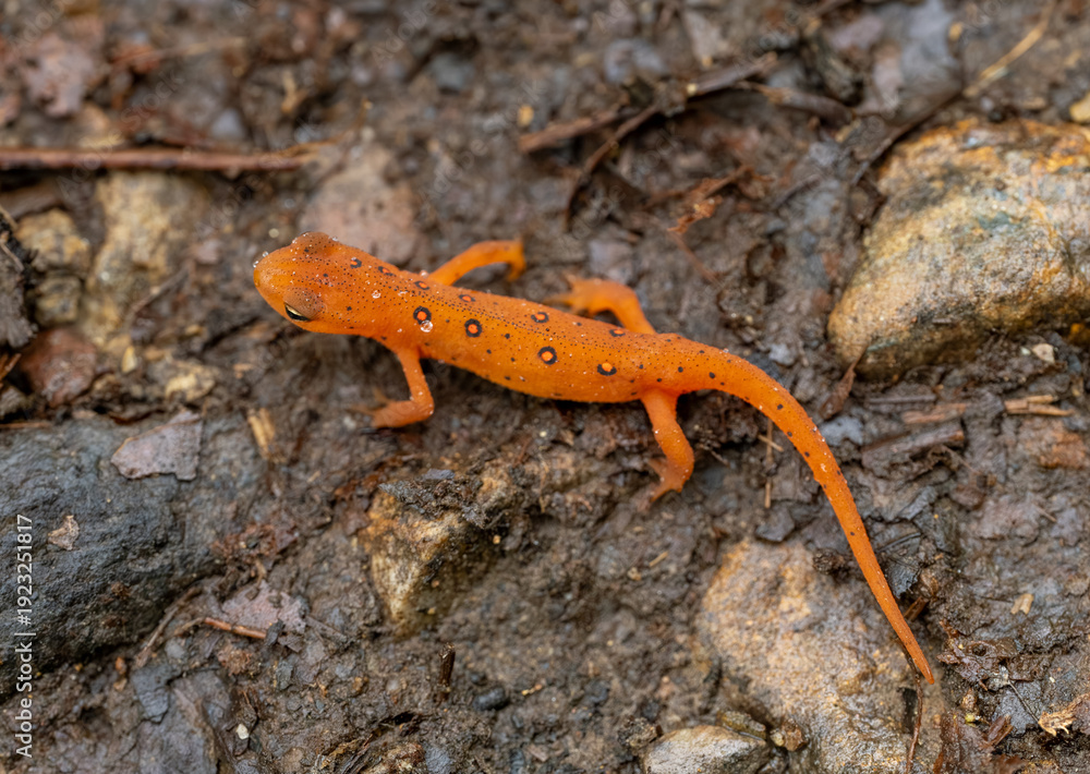 Fototapeta premium Orange Spots on Red Eft Crawling on Forest Floor