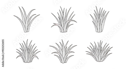 Seagrass vector collection of hand-drawn ocean plant illustrations